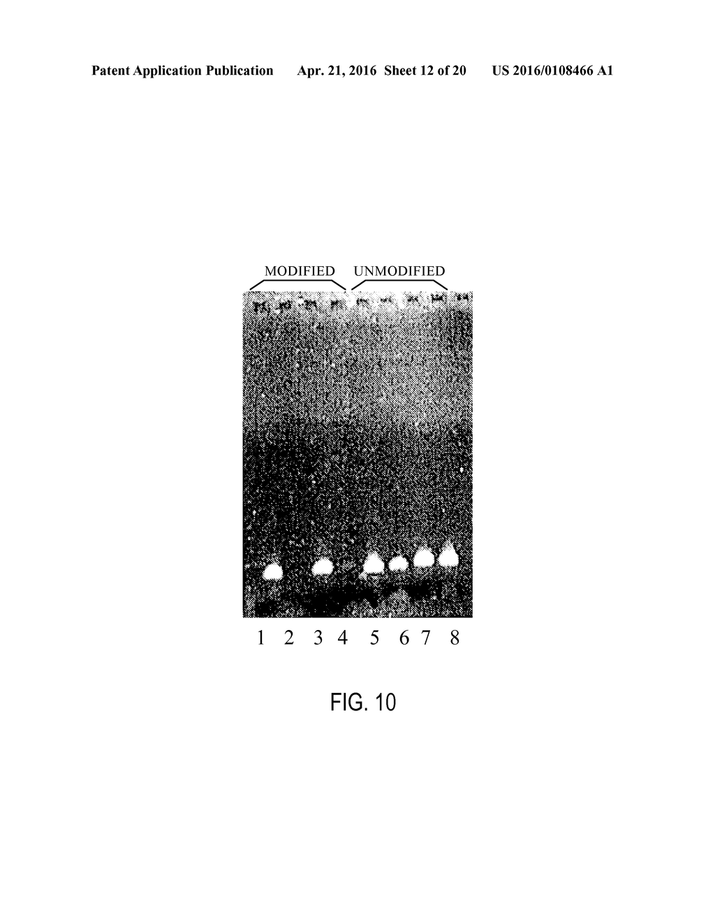 PRIMERS AND METHODS FOR THE DETECTION AND DISCRIMINATION OF NUCLEIC ACIDS - diagram, schematic, and image 13