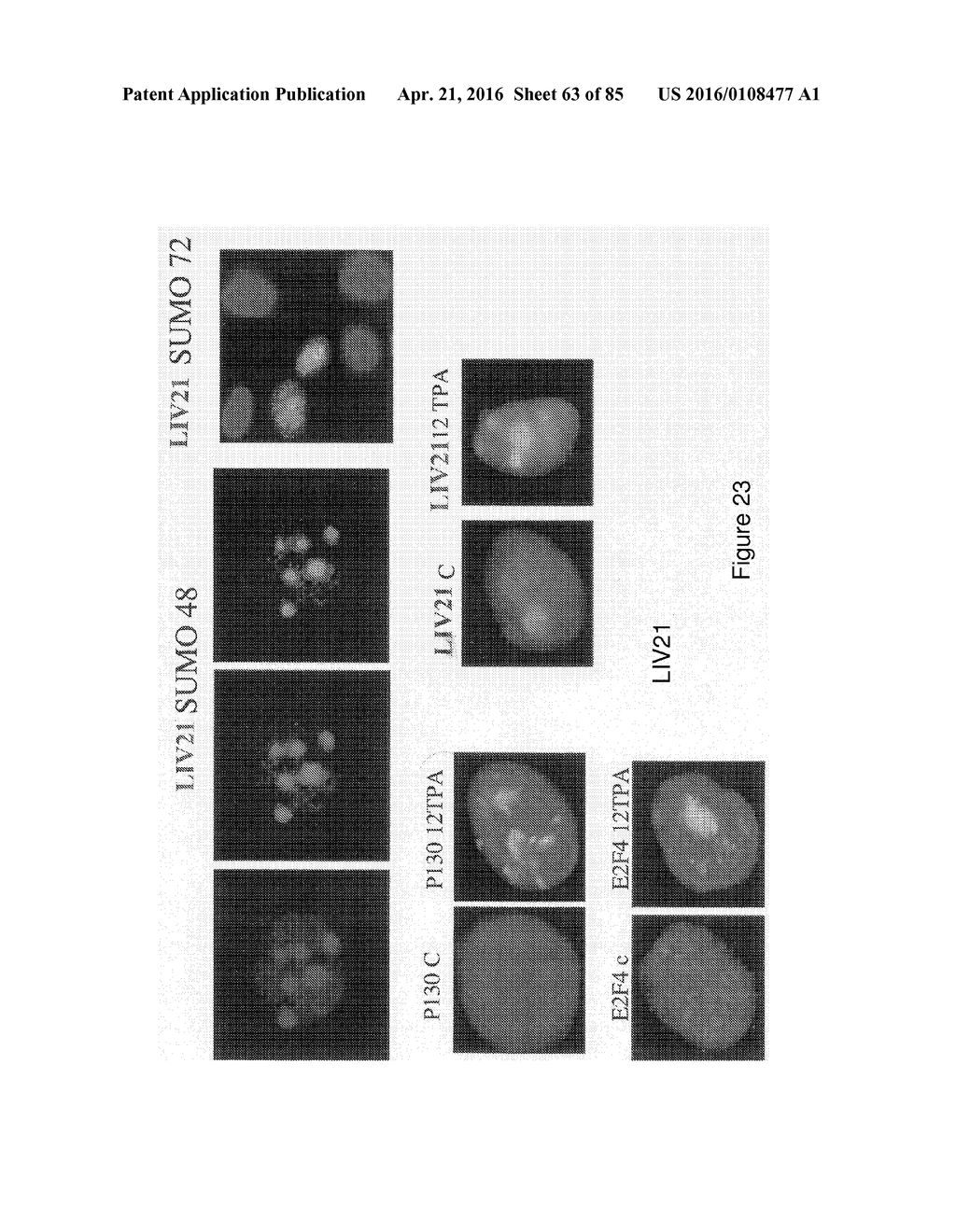 Traceability of Cellular Cycle Anomalies Targeting Oncology and     Neurodegeneration - diagram, schematic, and image 64