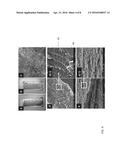 CELLULOSE NANOCRYSTAL (CNC) FILMS AND CONDUCTIVE CNC-BASED POLYMER FILMS     PRODUCED USING ELECTROCHEMICAL TECHNIQUES diagram and image