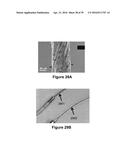 FABRICATION OF BISCROLLED FIBER USING CARBON NANOTUBE SHEET diagram and image