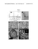 CENTRIFUGATION-ASSISTED PREPARATION OF ADDITIVE-FREE CARBON-DECORATED     MAGNETITE ELECTRODES diagram and image