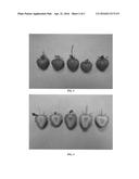 Strawberry plant named  DrisStrawFortyFour  diagram and image