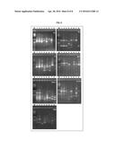 LACTOBACILLUS PLANTARUM STRAIN FOR THE CONTROL OF FIRE BLIGHT diagram and image