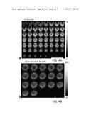 Functional Magnetic Resonance Imaging (fMRI) Methodology Using Transverse     Relaxation Preparation and Non-Echo-Planar Imaging (EPI) Pulse Sequences diagram and image