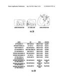 METHOD FOR COMPUTATIONALLY PREDICTING OPTIMAL PLACEMENT SITES FOR INTERNAL     DEFIBRILLATORS IN PEDIATRIC AND  CONGENITAL HEART DEFECT PATIENTS diagram and image