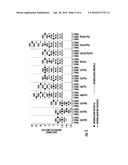 METHOD FOR COMPUTATIONALLY PREDICTING OPTIMAL PLACEMENT SITES FOR INTERNAL     DEFIBRILLATORS IN PEDIATRIC AND  CONGENITAL HEART DEFECT PATIENTS diagram and image