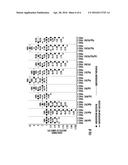 METHOD FOR COMPUTATIONALLY PREDICTING OPTIMAL PLACEMENT SITES FOR INTERNAL     DEFIBRILLATORS IN PEDIATRIC AND  CONGENITAL HEART DEFECT PATIENTS diagram and image