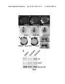 Small Molecule Inhibitors of Dusp6 and Uses Therefor diagram and image