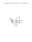 Small Molecule Inhibitors of Dusp6 and Uses Therefor diagram and image