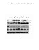 Group of Alkaloids, the Novel Autophagic Enhancers for Treatment of     Cancers and Neurodegenerative Conditions Thereof diagram and image