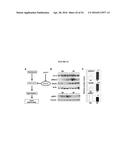 COMPOSITIONS COMPRISING SELENIUM AND USE OF SAME FOR THE TREATMENT AND     PREVENTION OF DISEASE OR CONDITIONS ASSOCIATED WITH MITOCHONDRIAL     DYSFUNCTION diagram and image