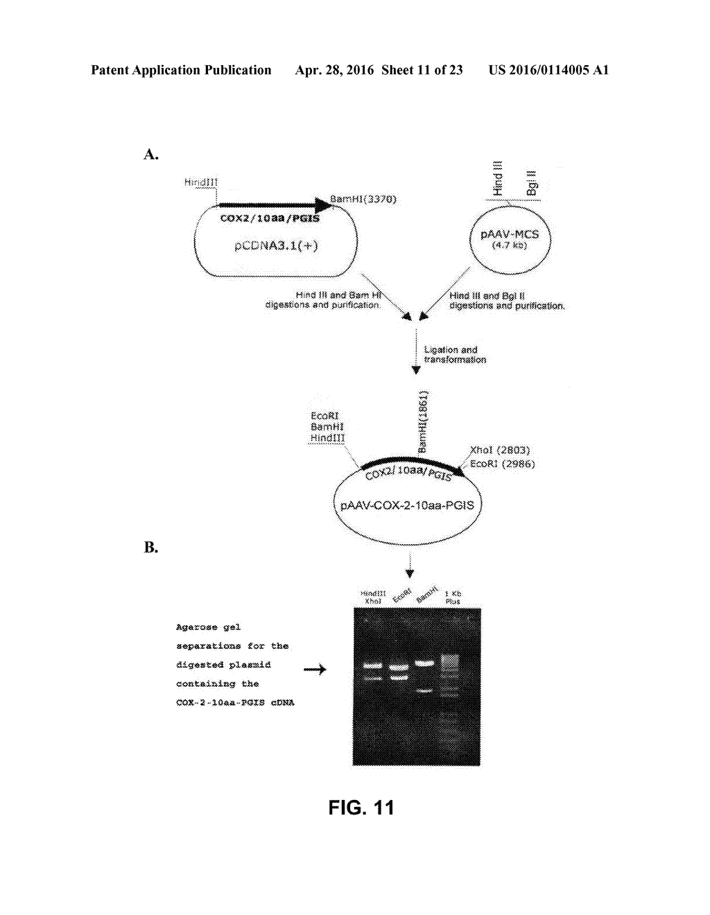 HYBRID PROTEIN THAT CONVERTS ARACHIDONIC ACID INTO PROSTACYCLIN - diagram, schematic, and image 12