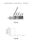 HYBRID PROTEIN THAT CONVERTS ARACHIDONIC ACID INTO PROSTACYCLIN diagram and image