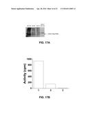 HYBRID PROTEIN THAT CONVERTS ARACHIDONIC ACID INTO PROSTACYCLIN diagram and image