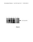 HYBRID PROTEIN THAT CONVERTS ARACHIDONIC ACID INTO PROSTACYCLIN diagram and image