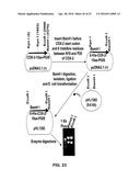 HYBRID PROTEIN THAT CONVERTS ARACHIDONIC ACID INTO PROSTACYCLIN diagram and image