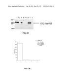 HYBRID PROTEIN THAT CONVERTS ARACHIDONIC ACID INTO PROSTACYCLIN diagram and image