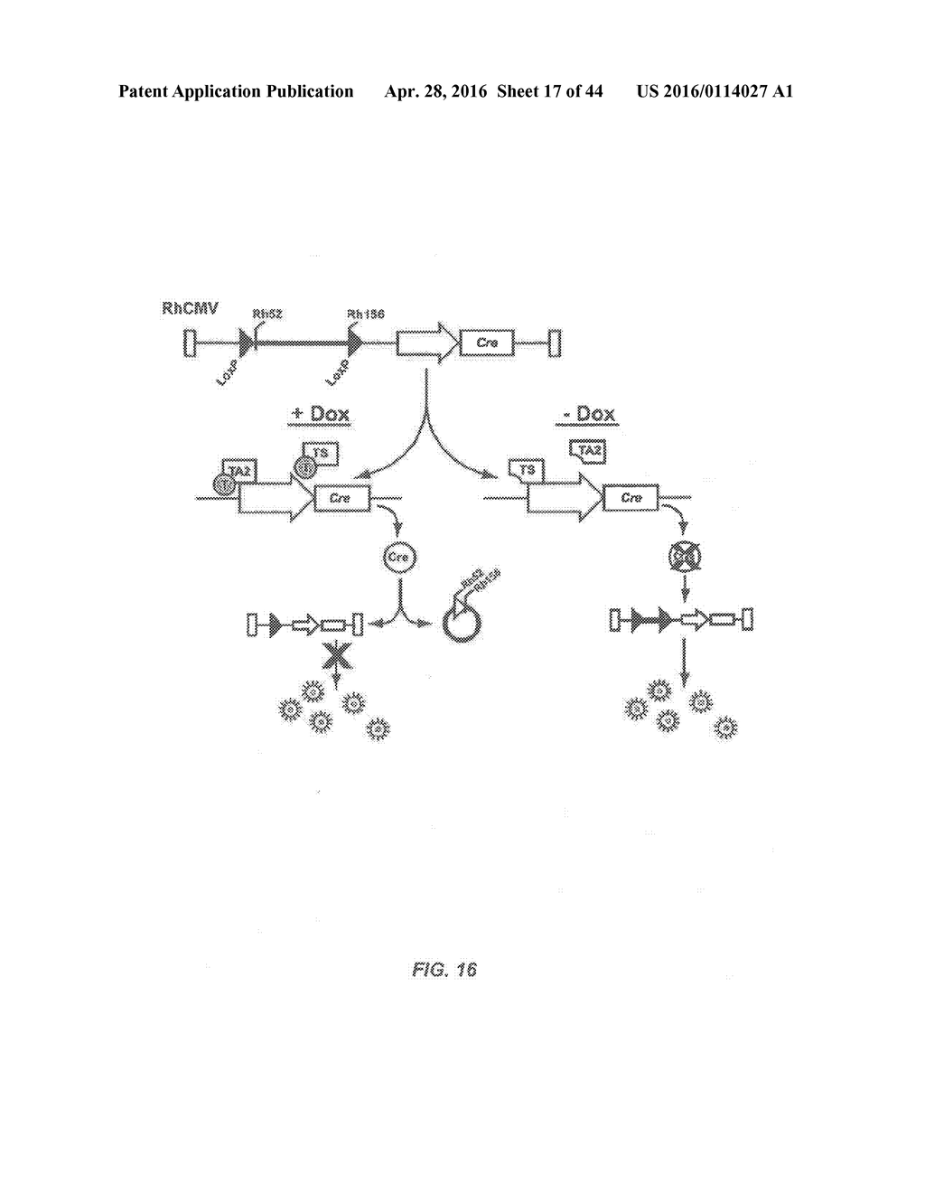 RECOMBINANT HCMV AND RHCMV VECTORS AND USES THEREOF - diagram, schematic, and image 18