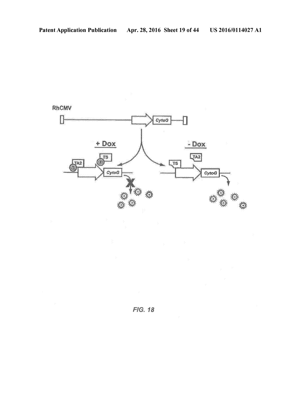 RECOMBINANT HCMV AND RHCMV VECTORS AND USES THEREOF - diagram, schematic, and image 20