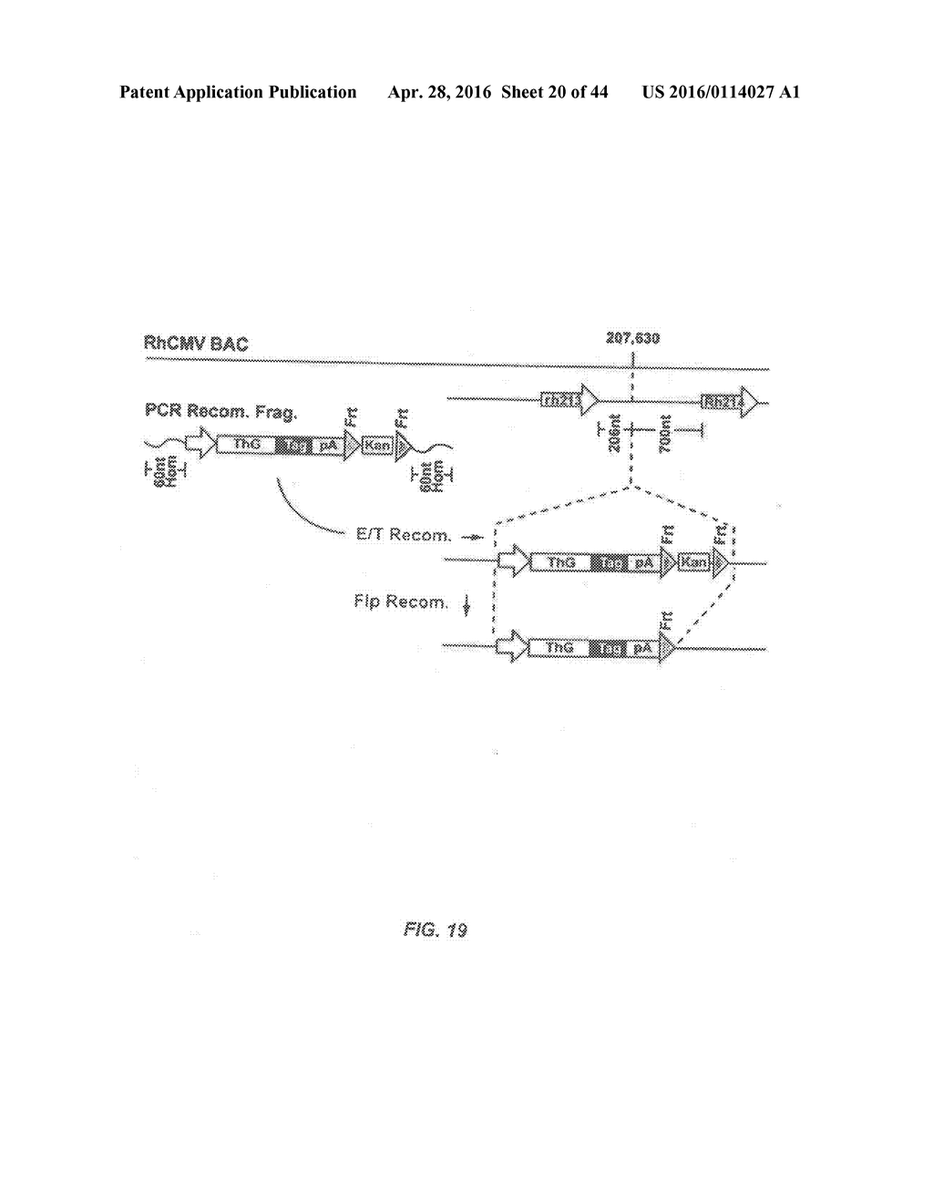 RECOMBINANT HCMV AND RHCMV VECTORS AND USES THEREOF - diagram, schematic, and image 21