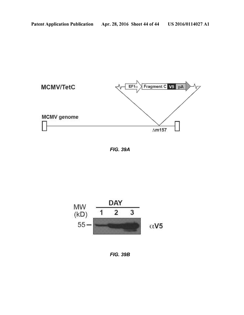 RECOMBINANT HCMV AND RHCMV VECTORS AND USES THEREOF - diagram, schematic, and image 45