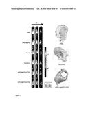 Derivatized Hyperbranched Polyglycerols diagram and image