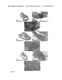 Derivatized Hyperbranched Polyglycerols diagram and image