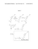 RNAi VITAMIN D CONJUGATES diagram and image