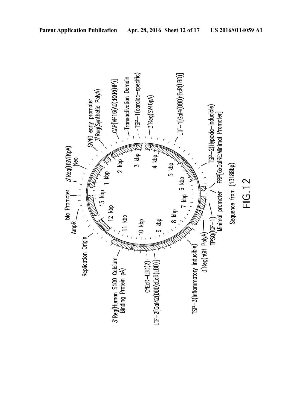 Therapeutic Gene-Switch Constructs and Bioreactors for the Expression of     Biotherapeutic Molecules, and Uses Thereof - diagram, schematic, and image 13