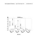 TUMOR-ASSOCIATED PEPTIDES BINDING PROMISCUOUSLY TO HUMAN LEUKOCYTE ANTIGEN     (HLA) CLASS II MOLECULES diagram and image