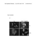 NEUTRALIZATION OF CD95 ACTIVITY BLOCKS INVASION OF GLIOBLASTOMA CELLS IN     VIVO diagram and image