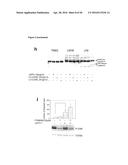 NEUTRALIZATION OF CD95 ACTIVITY BLOCKS INVASION OF GLIOBLASTOMA CELLS IN     VIVO diagram and image