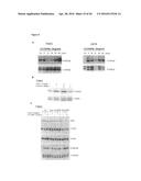 NEUTRALIZATION OF CD95 ACTIVITY BLOCKS INVASION OF GLIOBLASTOMA CELLS IN     VIVO diagram and image