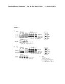 NEUTRALIZATION OF CD95 ACTIVITY BLOCKS INVASION OF GLIOBLASTOMA CELLS IN     VIVO diagram and image