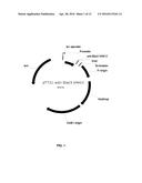 SINGLE DOMAIN ANTIBODIES DIRECTED AGAINST KRAS diagram and image