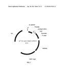 SINGLE DOMAIN ANTIBODIES DIRECTED AGAINST KRAS diagram and image