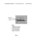 SINGLE DOMAIN ANTIBODIES DIRECTED AGAINST KRAS diagram and image