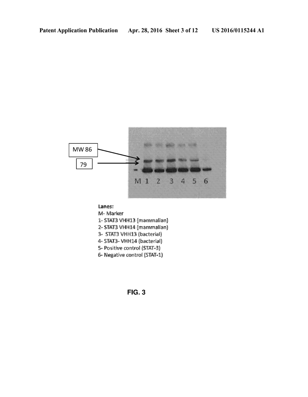 SINGLE DOMAIN ANTIBODIES DIRECTED AGAINST KRAS - diagram, schematic, and image 04