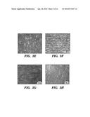 MULTI-LAYERED CELL CONSTRUCTS AND METHODS OF USE AND PRODUCTION USING     ENZYMATICALLY DEGRADABLE NATURAL POLYMERS diagram and image