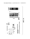 MULTI-LAYERED CELL CONSTRUCTS AND METHODS OF USE AND PRODUCTION USING     ENZYMATICALLY DEGRADABLE NATURAL POLYMERS diagram and image