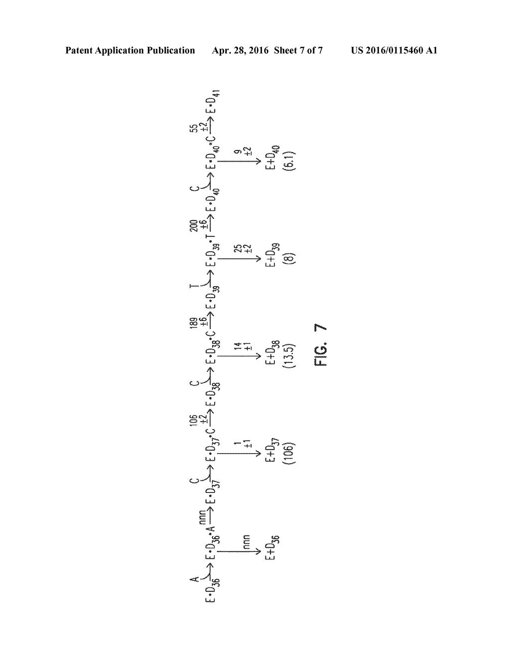 Mutant DNA Polymerases and Methods of Use - diagram, schematic, and image 08