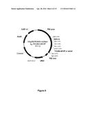 CARBOHYDRATE BINDING MODULES WITH REDUCED BINDING TO LIGNIN diagram and image