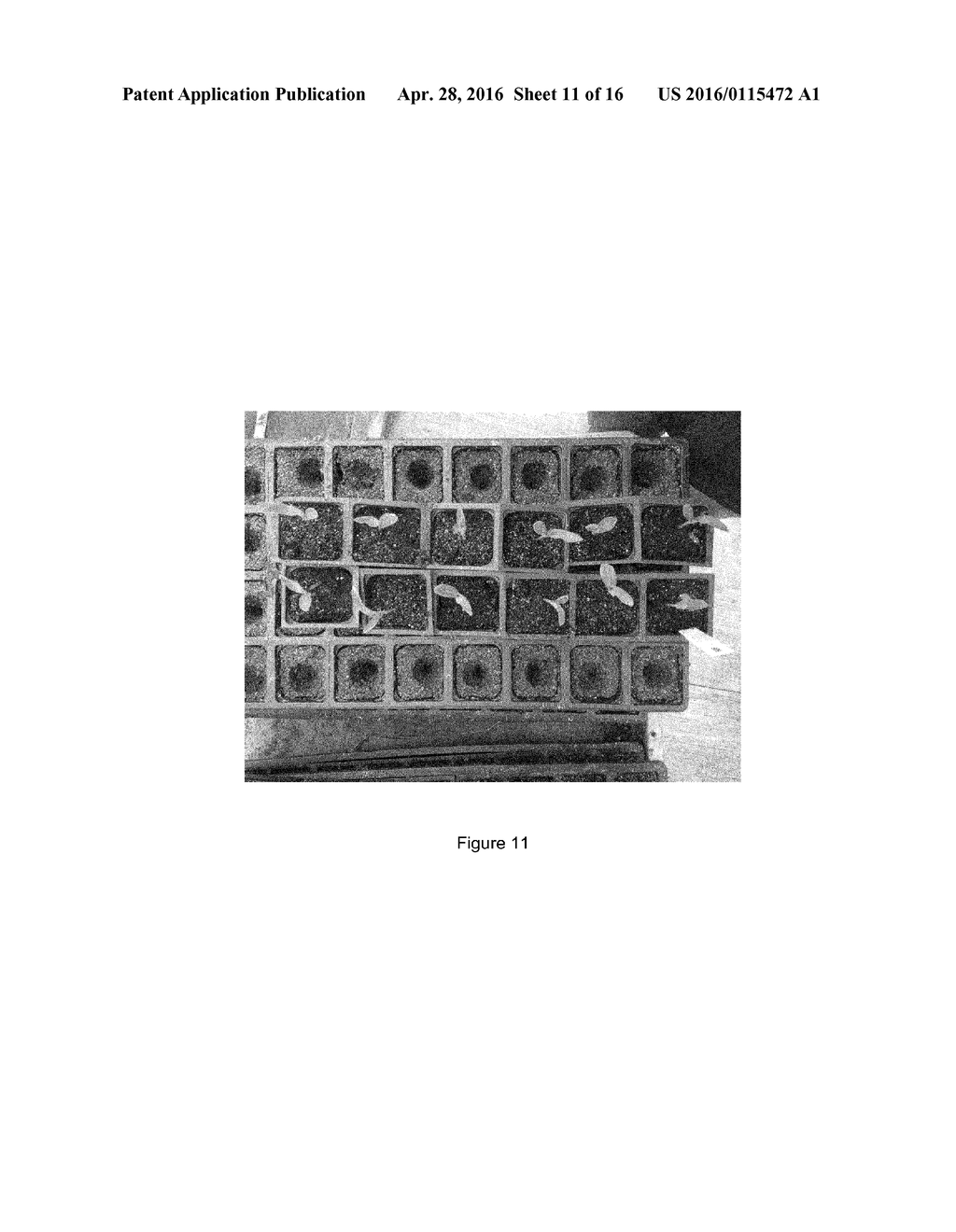 NON-DISRUPTIVE DNA ISOLATION FROM CORN SEEDS - diagram, schematic, and image 12