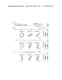 CRISPR-CAS COMPONENT SYSTEMS, METHODS AND COMPOSITIONS FOR SEQUENCE     MANIPULATION diagram and image