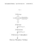 SHUTTLE VECTOR FOR CORYNEBACTERIUM OR E. COLI diagram and image