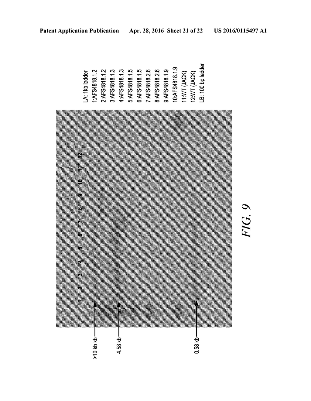 DGAT GENES FROM OLEAGINOUS ORGANISMS FOR INCREASED SEED STORAGE LIPID     PRODUCTION AND ALTERED FATTY ACID PROFILES IN OILSEED PLANTS - diagram, schematic, and image 22