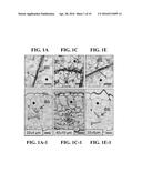 MATERIALS AND METHODS FOR CONTROLLING BUNDLE SHEATH CELL FATE AND FUNCTION     IN PLANTS diagram and image