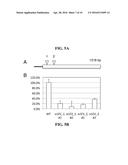 MATERIALS AND METHODS FOR CONTROLLING BUNDLE SHEATH CELL FATE AND FUNCTION     IN PLANTS diagram and image