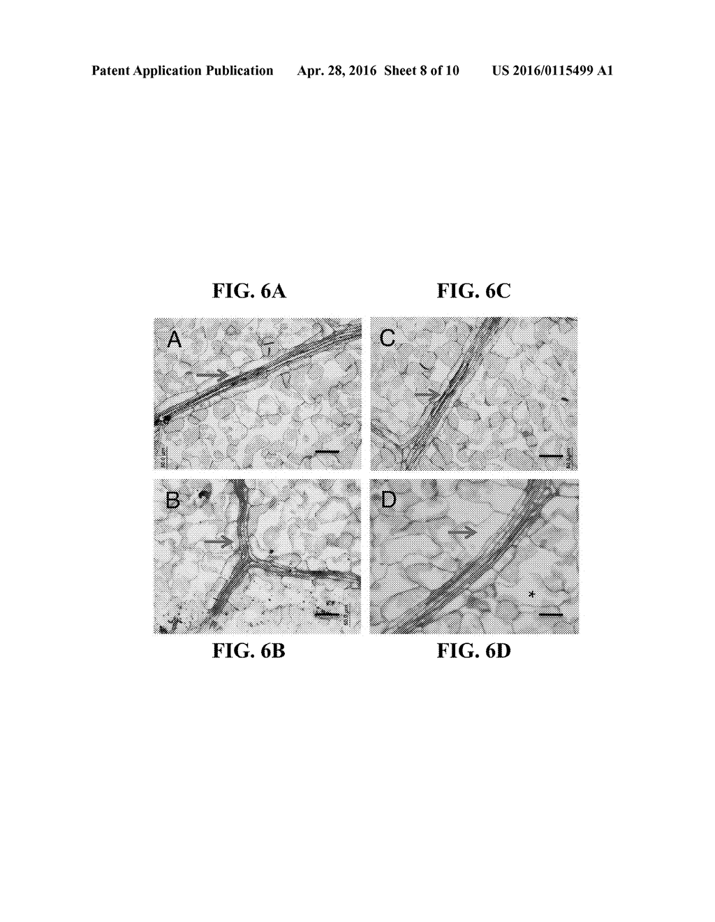 MATERIALS AND METHODS FOR CONTROLLING BUNDLE SHEATH CELL FATE AND FUNCTION     IN PLANTS - diagram, schematic, and image 09