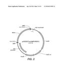 TRICHODERMA REESEI HOST CELLS EXPRESSING A GLUCOAMYLASE FROM ASPERGILLUS     FUMIGATUS AND METHODS OF USE THEREOF diagram and image